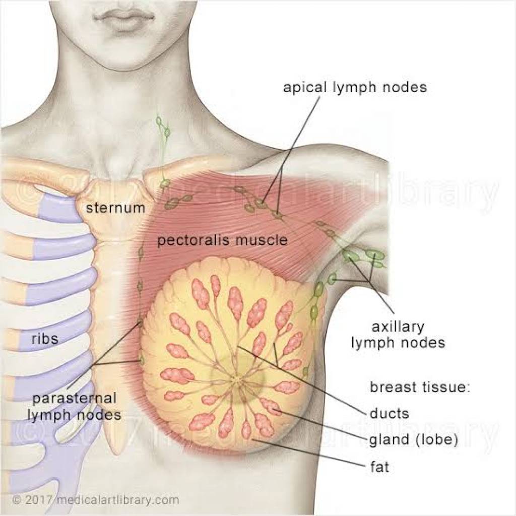 Anatomy of Breast-images (37).jpeg